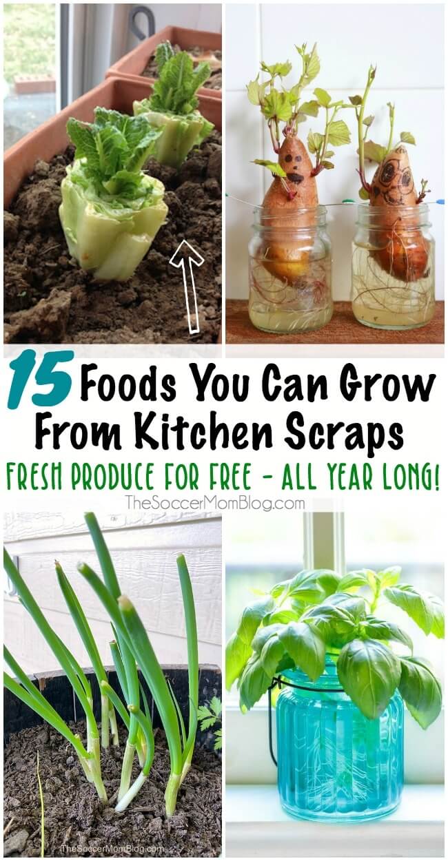 Don't throw away those old potatoes! Or those romaine lettuce ends! There are lots of foods you can regrow from scraps — it's easy, free, and you don't need a lot of space! Keep reading for a list of 15 plants to grow from scraps to keep fresh produce ready all year long!